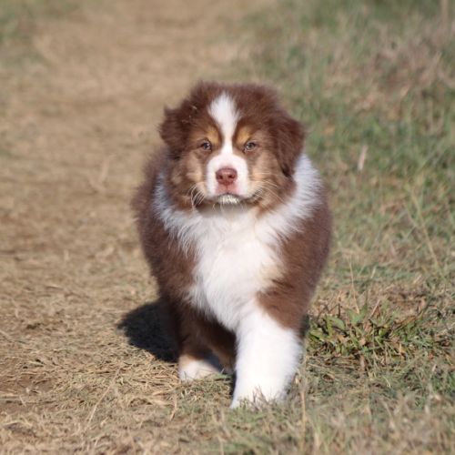 Magnifique mâle berger australien #5