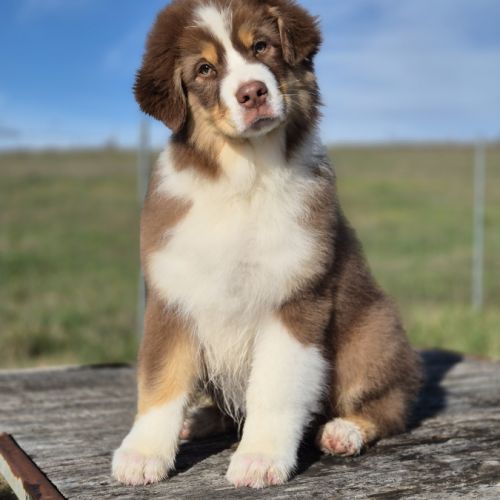 Magnifique mâle berger australien
