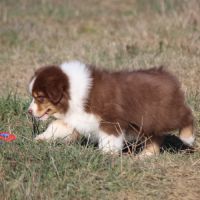 Magnifique mâle berger australien #3