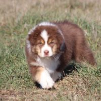 Magnifique mâle berger australien #4