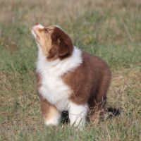 Magnifique mâle berger australien #6