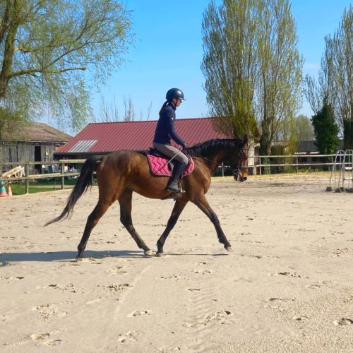 Cheval de loisir et cso, hongre de 4 ans