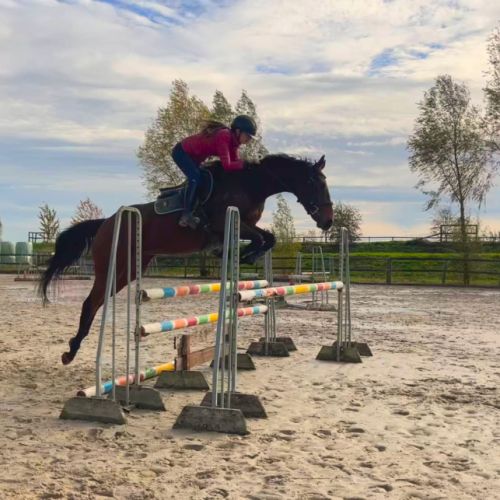 Cheval de loisir et cso, hongre de 4 ans #2