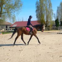 Cheval de loisir et cso, hongre de 4 ans #0