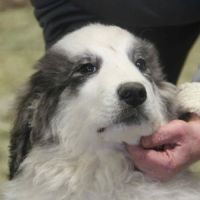 Superbes chiots montagne des pyrénées lof #1
