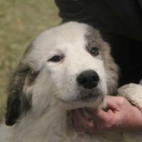 Superbes chiots montagne des pyrénées lof #3