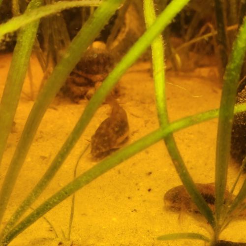 Plusieurs races de poissons #2