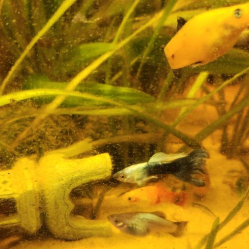 Plusieurs races de poissons #3