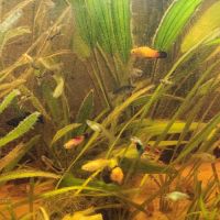 Plusieurs races de poissons