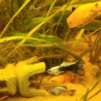 Plusieurs races de poissons #3