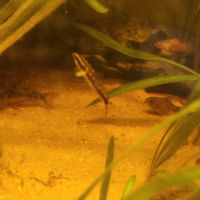 Plusieurs races de poissons #4