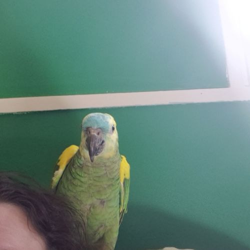 Amazone front bleu 1an et demi #2