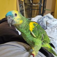 Amazone front bleu 1an et demi #0