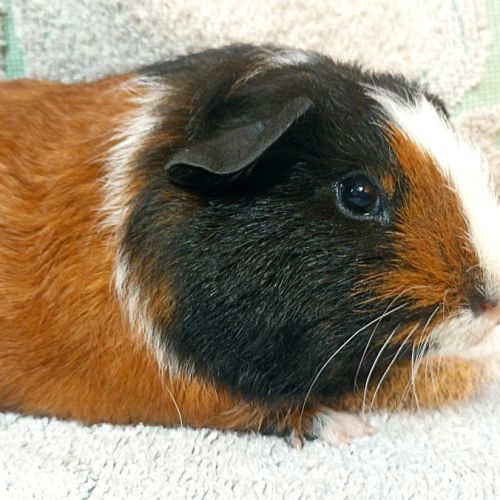 Cochon d'inde mâle porteur skinny #0