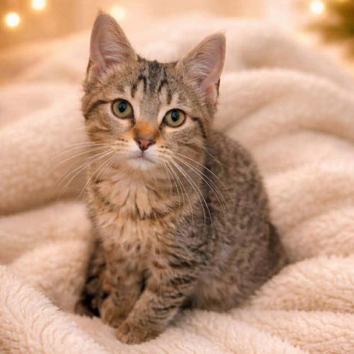 Callum, adorable chaton à l'adoption #2