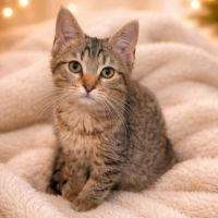 Callum, adorable chaton à l'adoption #2