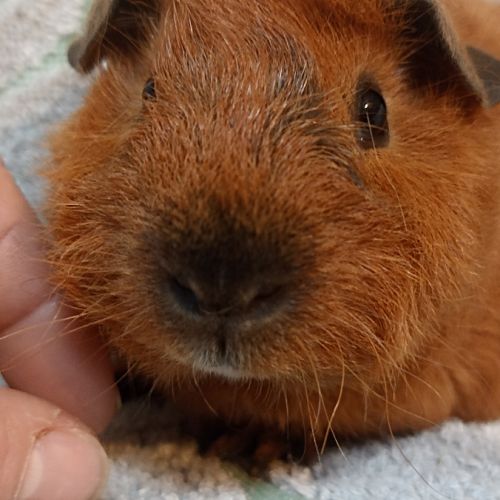 Cochon d'inde porteur skinny californien #0