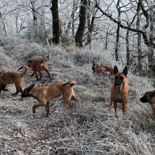 Chiots malinois 4 mois et demi #0