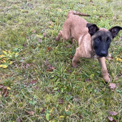 Chiots malinois 4 mois et demi #6