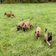 Chiots malinois 4 mois et demi #9