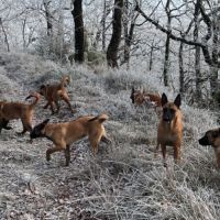 Chiots malinois 4 mois et demi