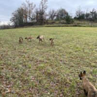 Chiots malinois 4 mois et demi #3