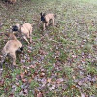 Chiots malinois 4 mois et demi #4