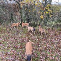 Chiots malinois 4 mois et demi #5