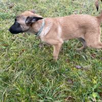 Chiots malinois 4 mois et demi #7
