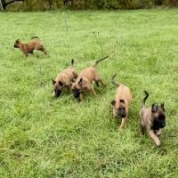 Chiots malinois 4 mois et demi #9