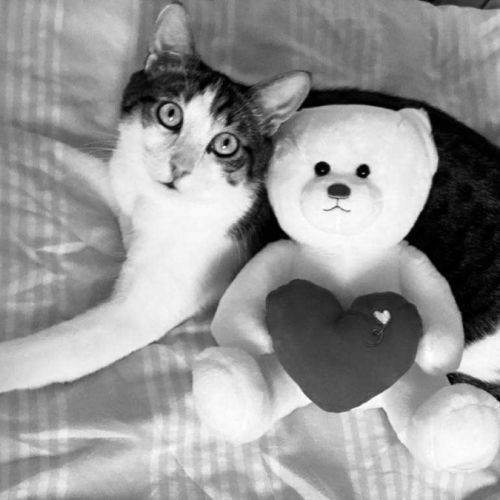 En double adoption fripouille & tom #2