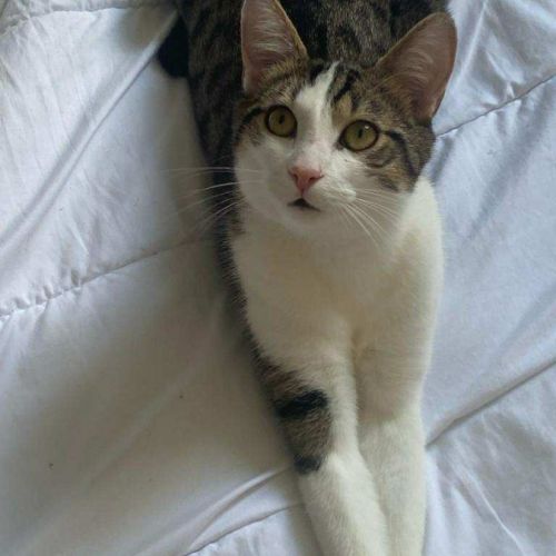 En double adoption fripouille & tom #4