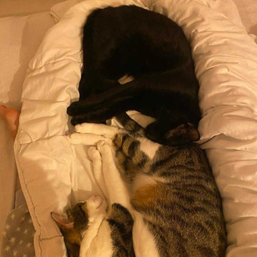 En double adoption fripouille & tom #0