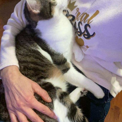 En double adoption fripouille & tom #8