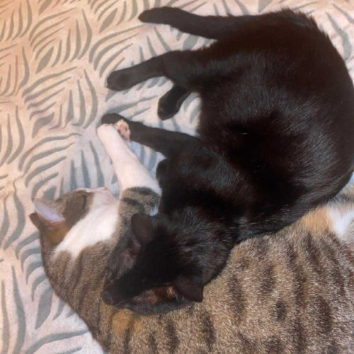 En double adoption fripouille & tom #9