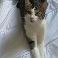 En double adoption fripouille & tom #4