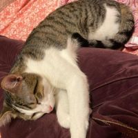 En double adoption fripouille & tom #6