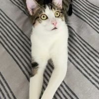 En double adoption fripouille & tom #7