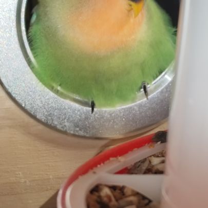 Jeune inséparable femelle sexer adn #1