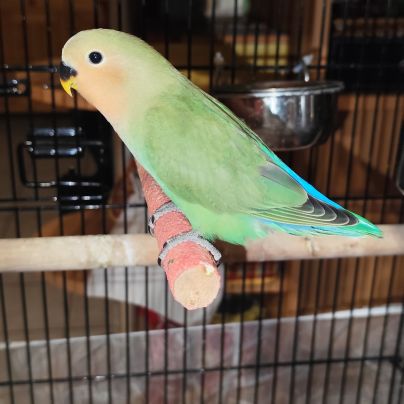 Jeune inséparable femelle sexer adn #2