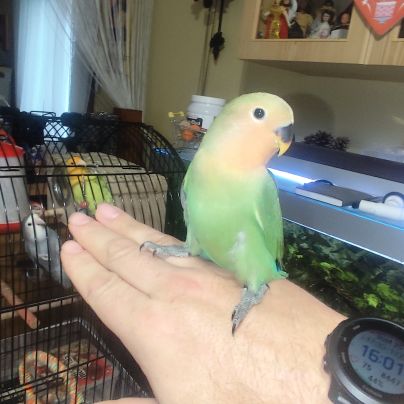 Jeune inséparable femelle sexer adn #3