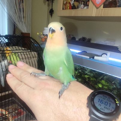 Jeune inséparable femelle sexer adn #4