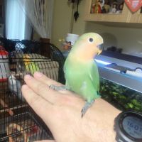 Jeune inséparable femelle sexer adn #3