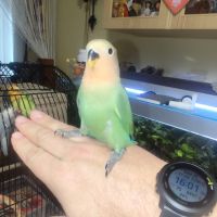 Jeune inséparable femelle sexer adn #4