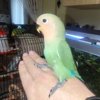 Jeune inséparable femelle sexer adn #0