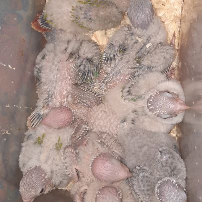 Conure molinae eam #1