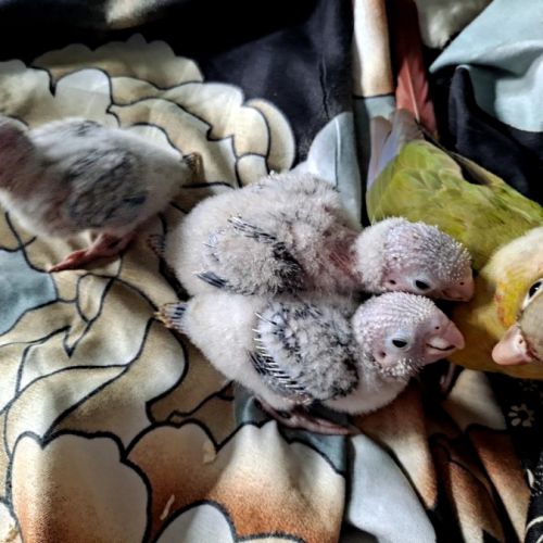 Conure molinae eam #3