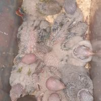 Conure molinae eam #1