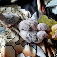 Conure molinae eam #3