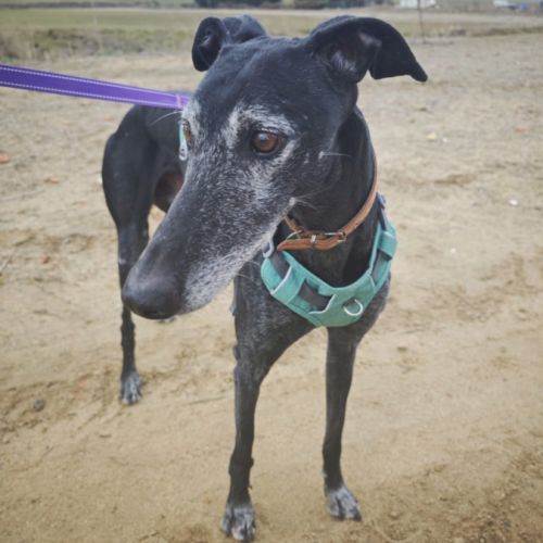 Vanilly le galgo  le plus doux du monde... #1